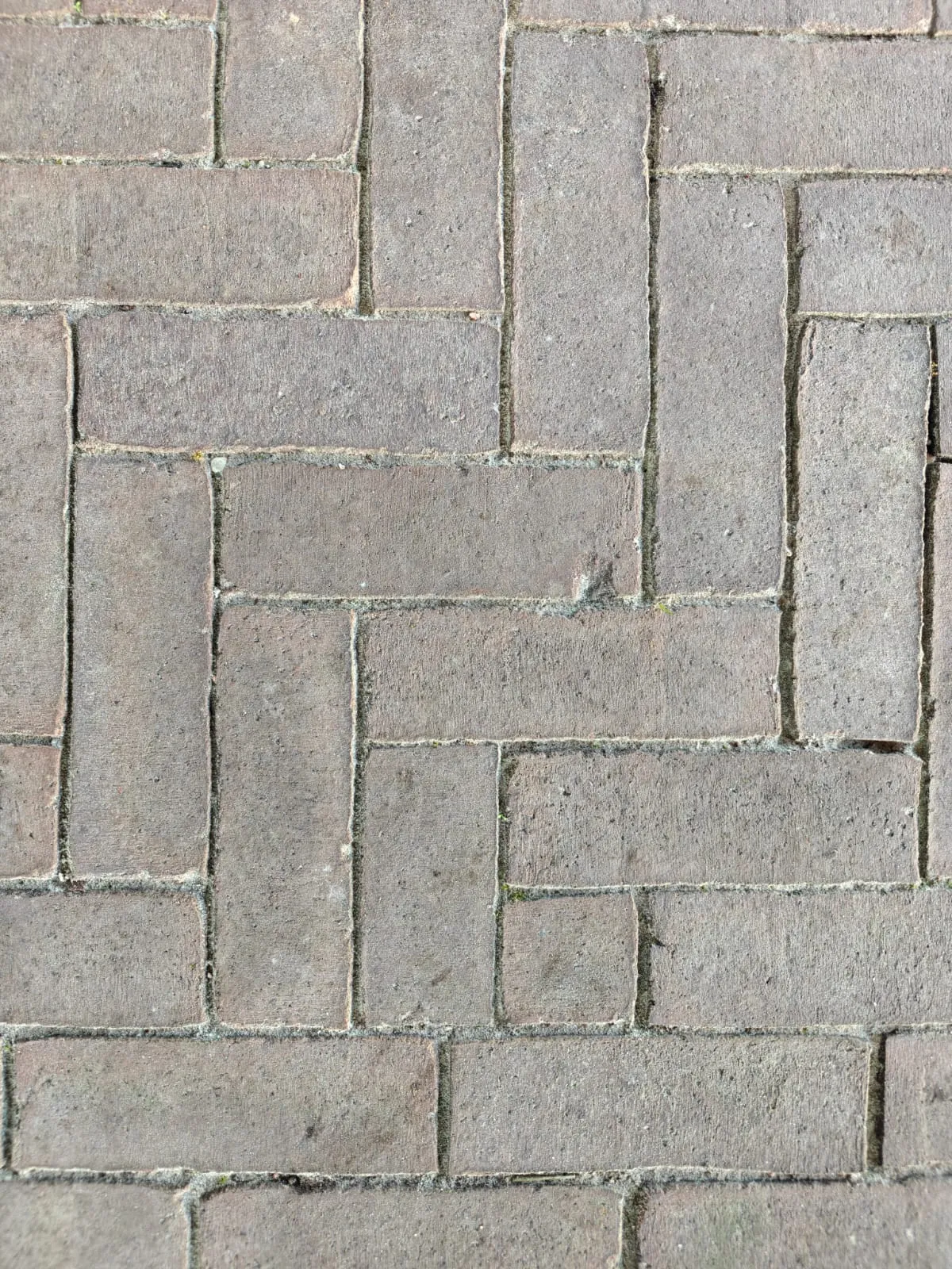 Dikformaat Oliva Wasserstrich